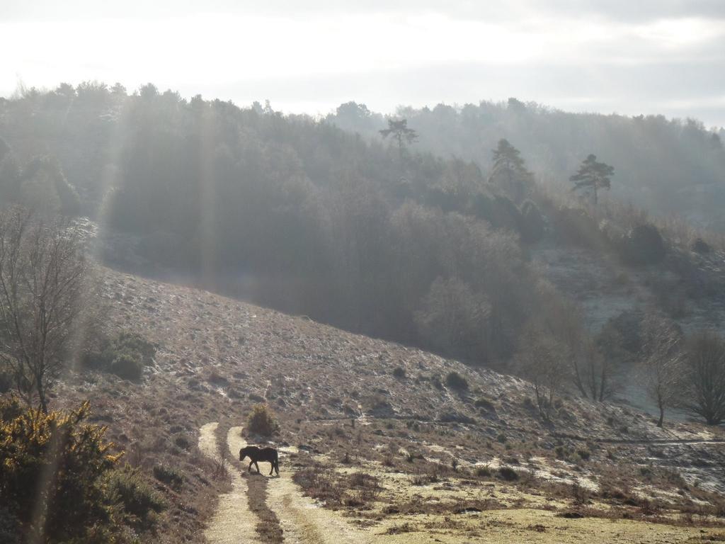 Hindhead The Old Cook'S Houseヴィラ 部屋 写真